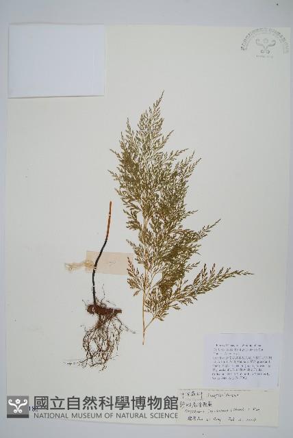 日本金粉蕨藏品圖，第1張