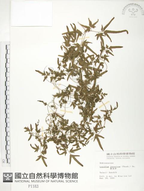 海金沙藏品圖，第1張