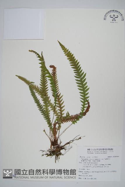 翅軸假金星蕨、短柄卵果蕨藏品圖，第1張