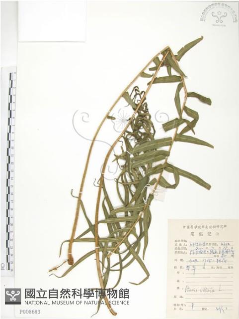 鱗蓋鳳尾蕨藏品圖，第1張