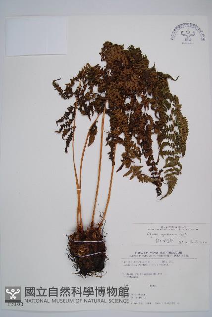 對生蹄蓋蕨藏品圖，第1張