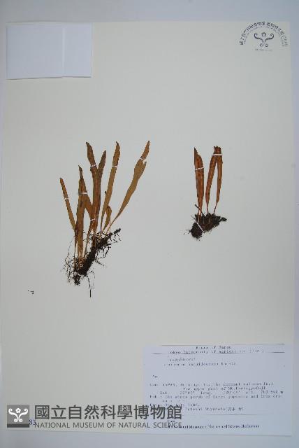 登錄號:P012783藏品圖，第1張