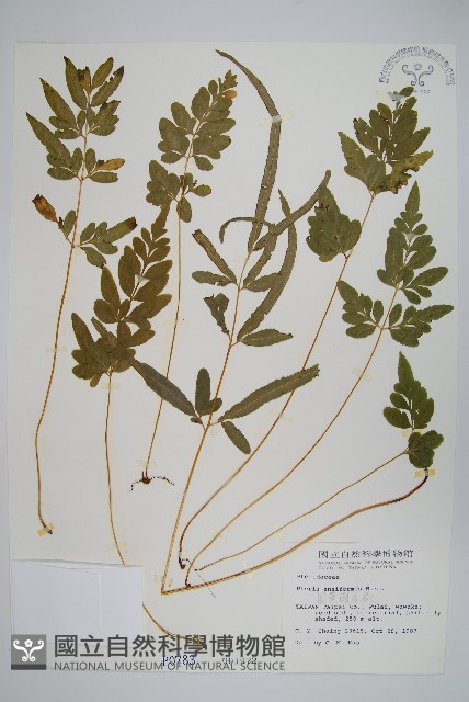 箭葉鳳尾蕨藏品圖，第1張