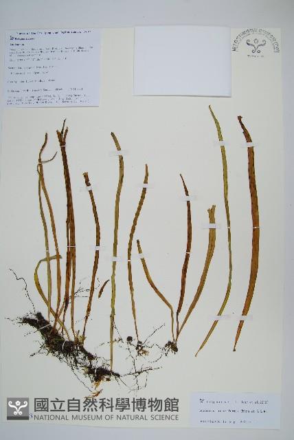 線葉瓦韋藏品圖，第1張