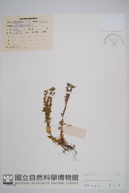 千層塔藏品圖，第1張