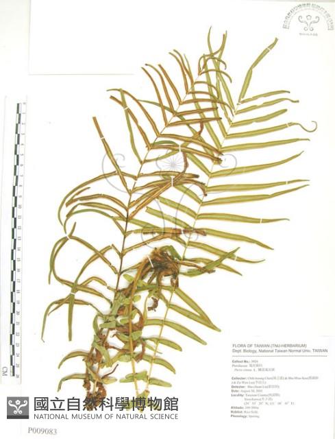 鱗蓋鳳尾蕨藏品圖，第1張