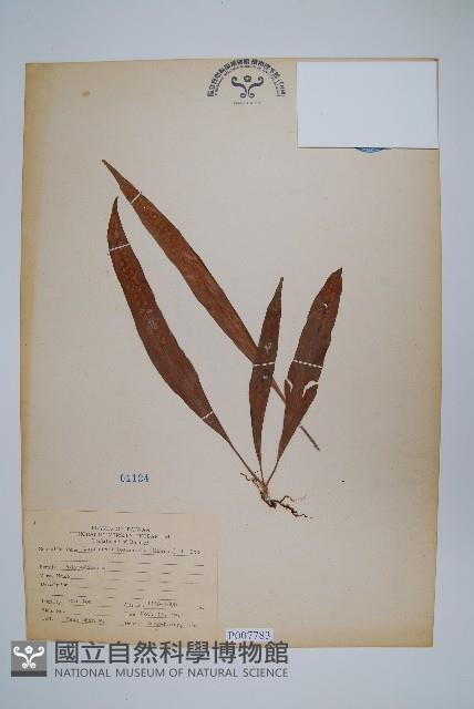 擬瓦葦藏品圖，第1張