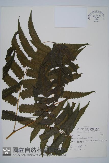 烏來雙蓋蕨藏品圖，第1張