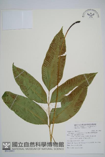 細柄雙蓋蕨藏品圖，第1張