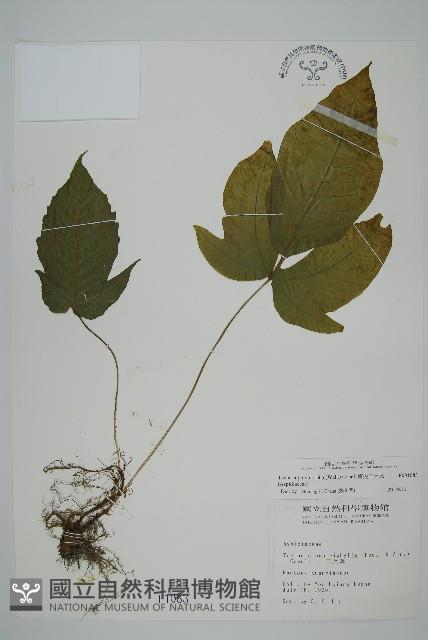 南投三叉蕨藏品圖，第1張