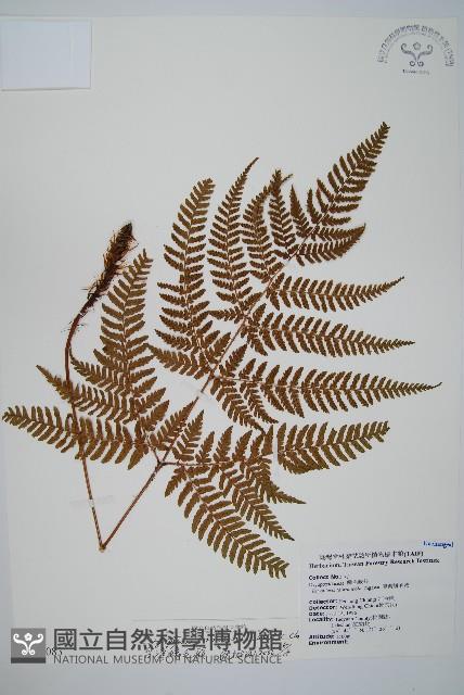 臺灣鱗毛蕨藏品圖，第1張
