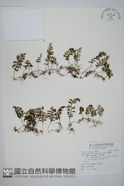 厚壁蕨藏品圖，第1張