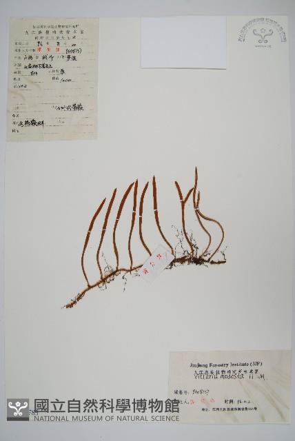 小葉書帶蕨藏品圖，第1張