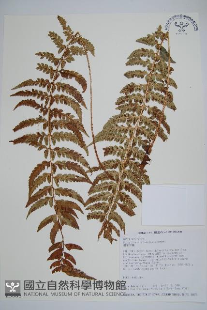 鋸葉耳蕨藏品圖，第1張