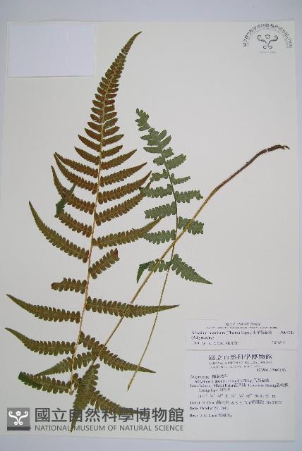 東洋蹄蓋蕨藏品圖，第1張