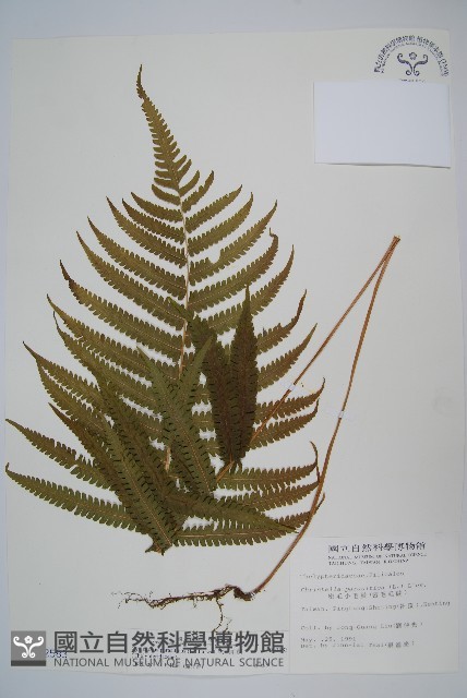 密毛毛蕨藏品圖，第1張