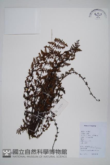 登錄號:P012583藏品圖，第1張