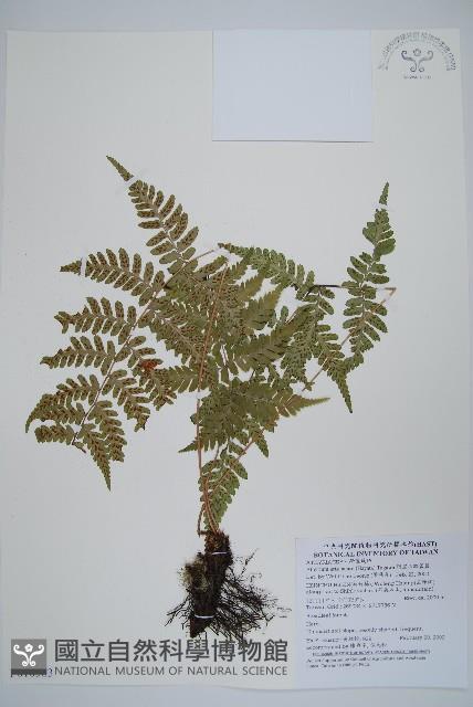 阿里山蹄蓋蕨藏品圖，第1張