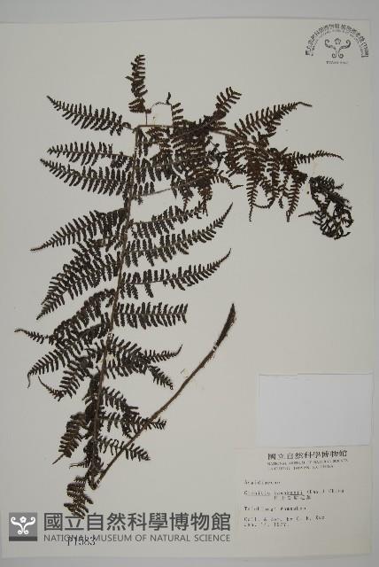 川上氏肋毛蕨藏品圖，第1張