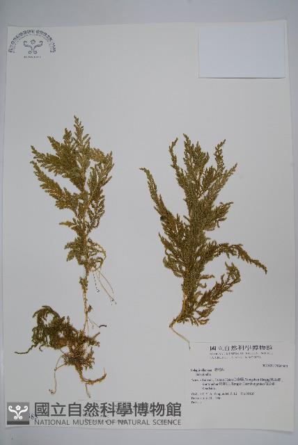 全緣卷柏藏品圖，第1張