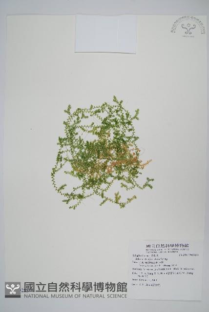 疏葉卷柏藏品圖，第1張