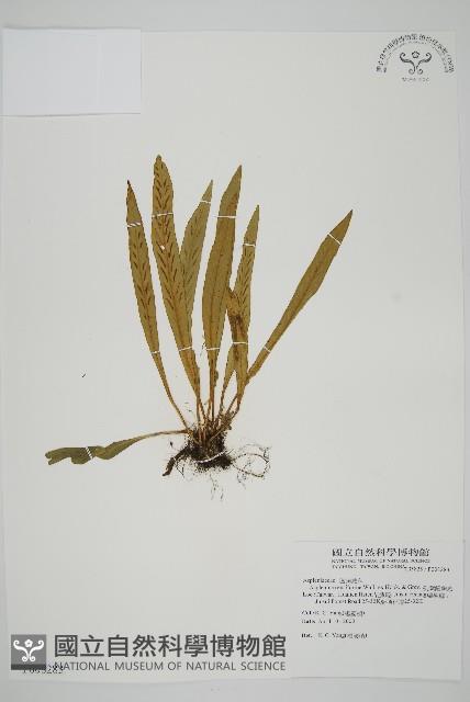 劍葉鐵角蕨、箭葉鐵角蕨藏品圖，第1張