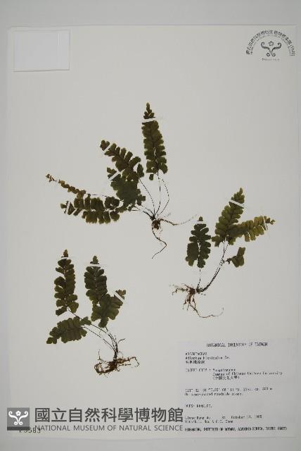 長尾鐵線蕨藏品圖，第1張