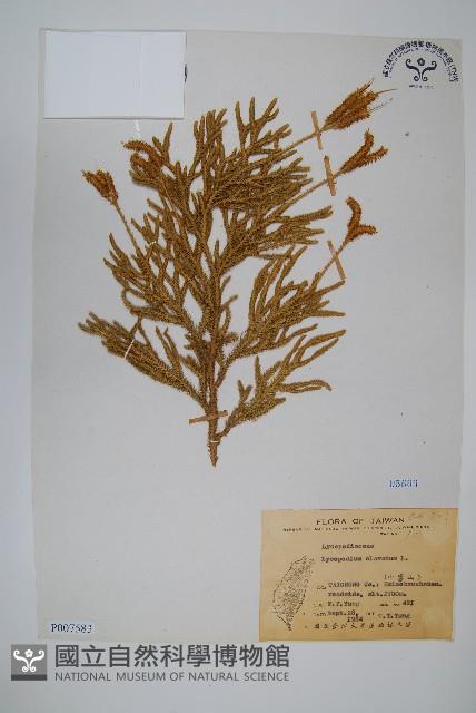 石松藏品圖，第1張