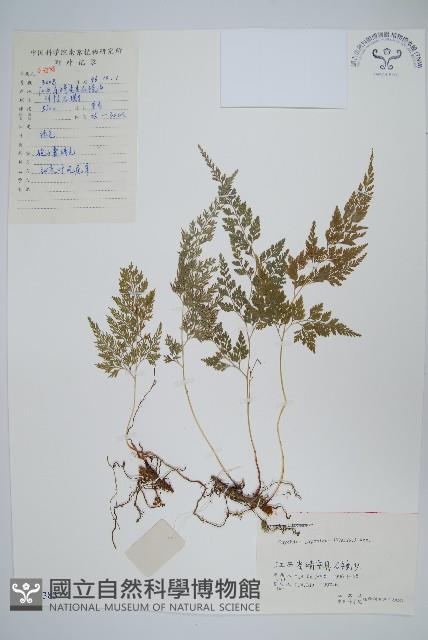 日本金粉蕨藏品圖，第1張