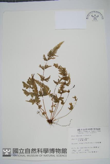 天草鳳尾蕨藏品圖，第1張