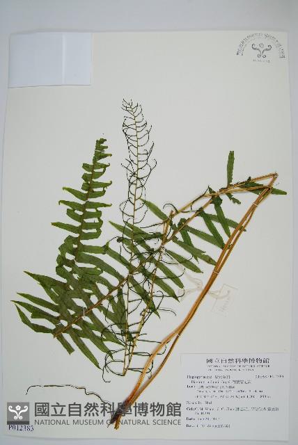 倒葉瘤足蕨藏品圖，第1張