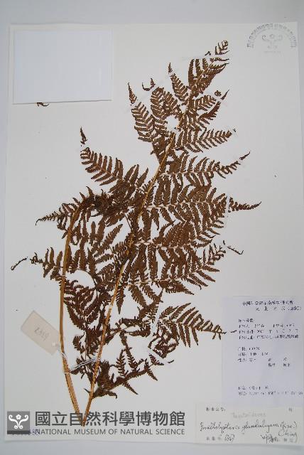 密腺副金星蕨藏品圖，第1張