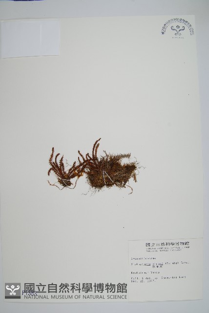 梳葉蕨藏品圖，第1張