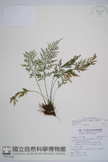 威氏鐵角蕨藏品圖，第1張