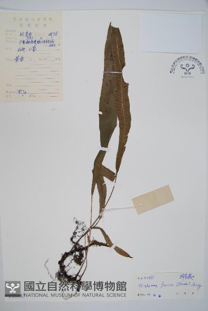 單葉雙蓋蕨藏品圖，第1張