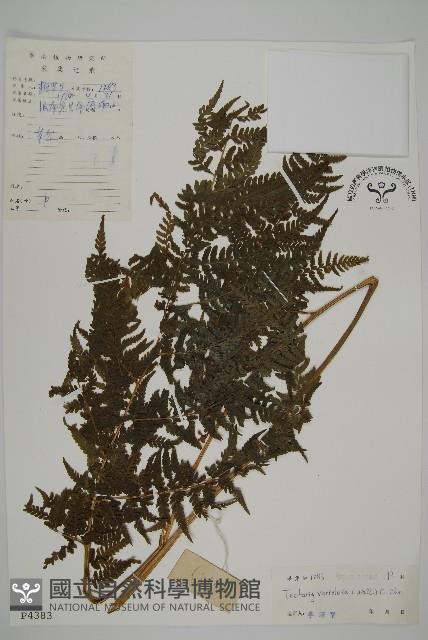 變葉三叉蕨藏品圖，第1張