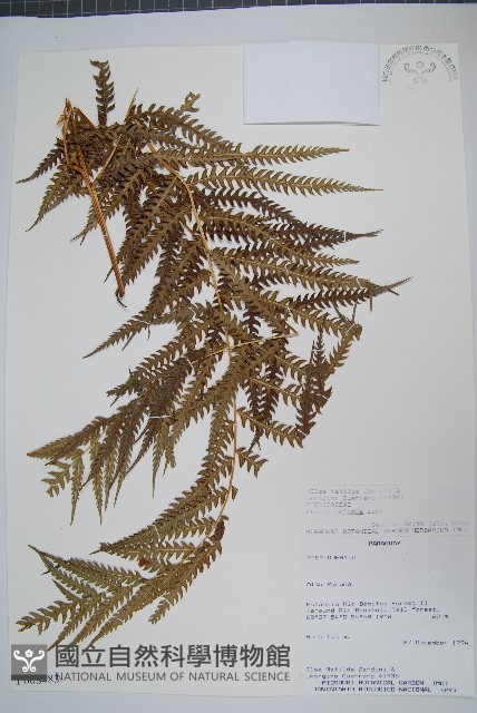 登錄號:P008483藏品圖，第1張