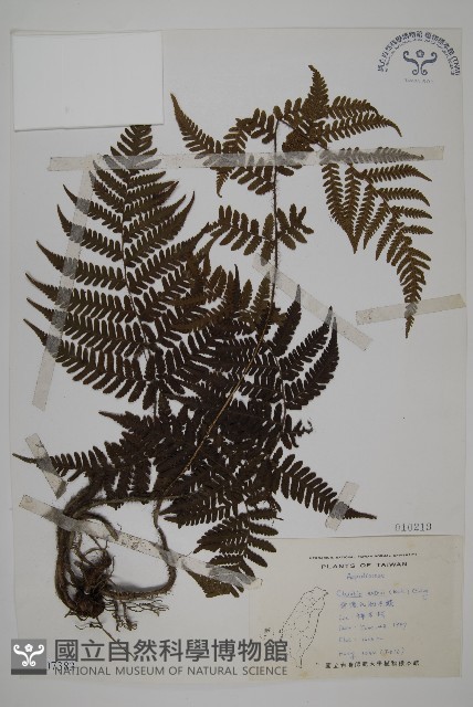 愛德氏肋毛蕨藏品圖，第1張
