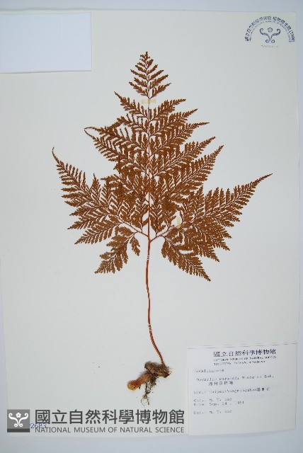 海州骨碎補藏品圖，第1張