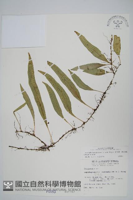 骨牌蕨藏品圖，第1張