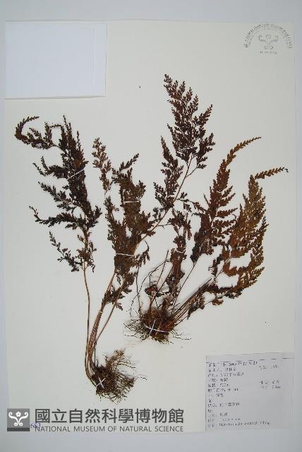 烏蕨藏品圖，第1張