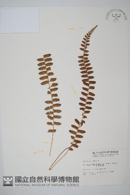 對生耳蕨藏品圖，第1張