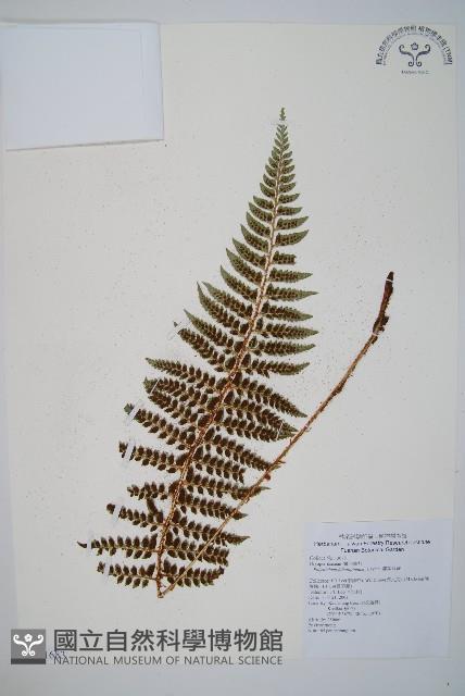 鐮葉耳蕨藏品圖，第1張
