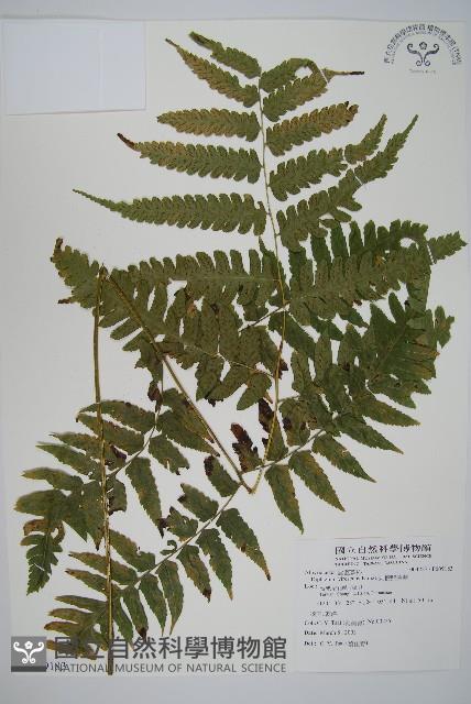 刺柄雙蓋蕨藏品圖，第1張