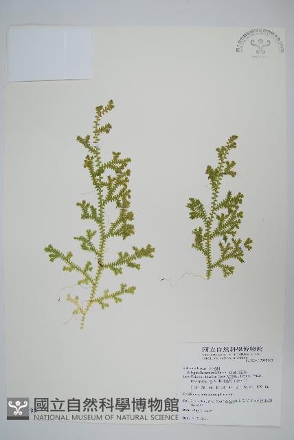 疏葉卷柏藏品圖，第1張