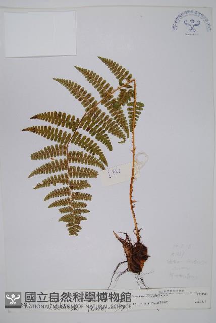 尖齒鱗毛蕨藏品圖，第1張
