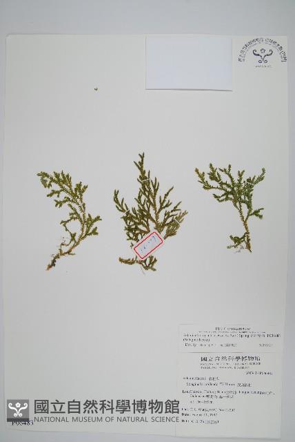 高雄卷柏藏品圖，第1張