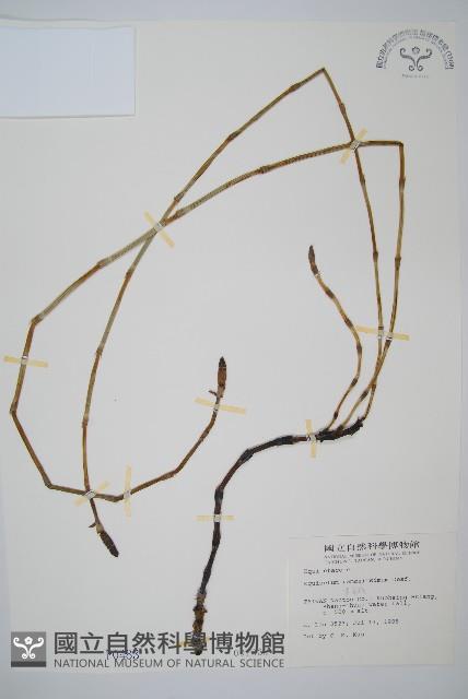 木賊藏品圖，第1張