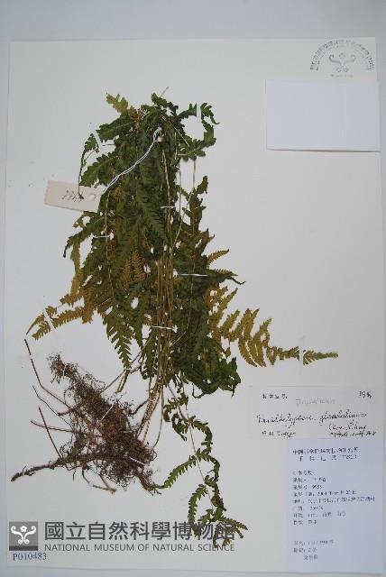 密腺副金星蕨藏品圖，第1張