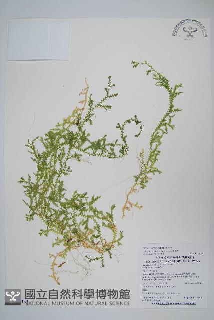 疏葉卷柏藏品圖，第1張